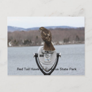 Red Tail Hawk at Codorus State Park Postcard