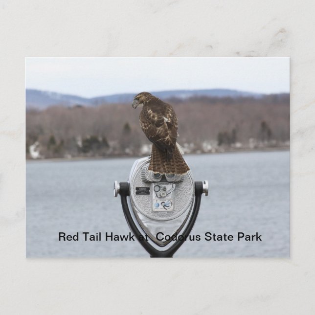 Red Tail Hawk at Codorus State Park Postcard (Front)
