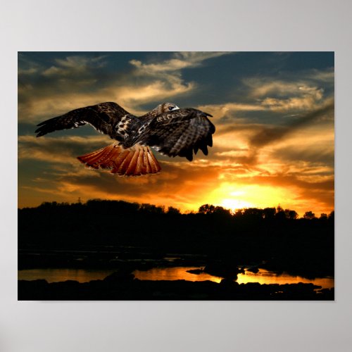 Red tail hawk at sunset poster