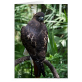 Red Tail Hawk Bird Card (Front)