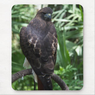 Red Tail Hawk Bird Mousepad