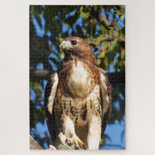 Red Tailed Hawk Toys And Games Zazzle