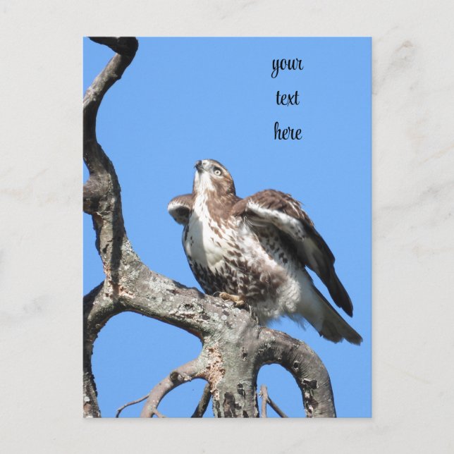 Red Tail Hawk, Bird Of Prey  Postcard (Front)