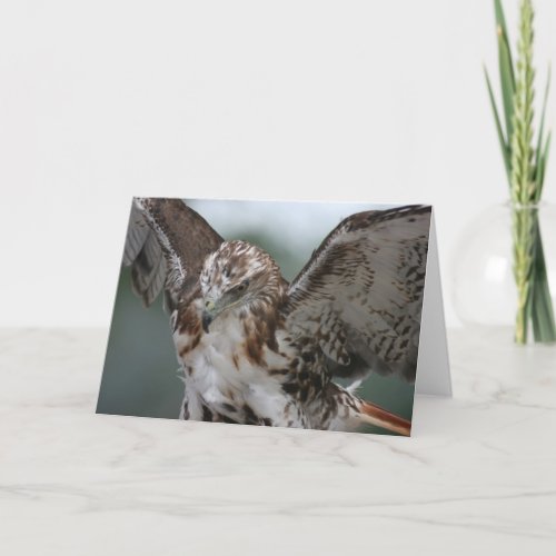 Red Tail Hawk Bird Photo Greeting Card