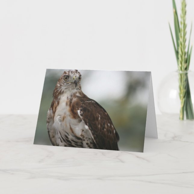 "Red Tail Hawk" Bird Photo Greeting Card (Front)