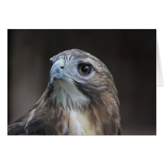 Red Tail Hawk card (Front Horizontal)