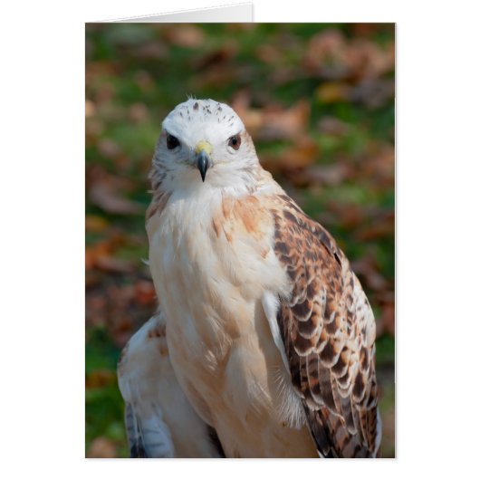 Red Tail Hawk Cards (Front)
