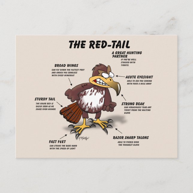 Red-tail Hawk Cartoon Postcard (Front)