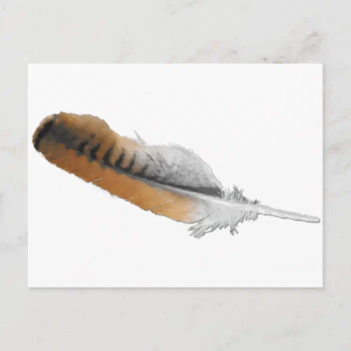 Red Tail Hawk Feather Postcard Zazzle Com