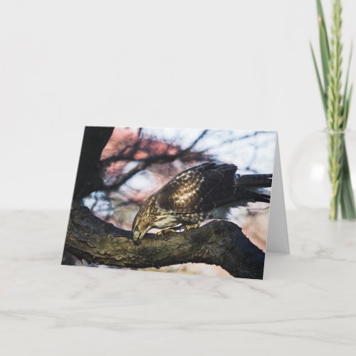 Red Tail Hawk Greeting Card