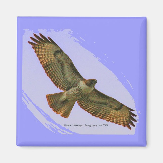 Red Tail Hawk magnet (Front)