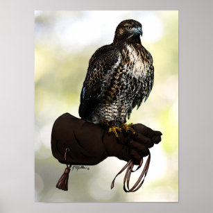 Red-tail Hawk on Glove Poster