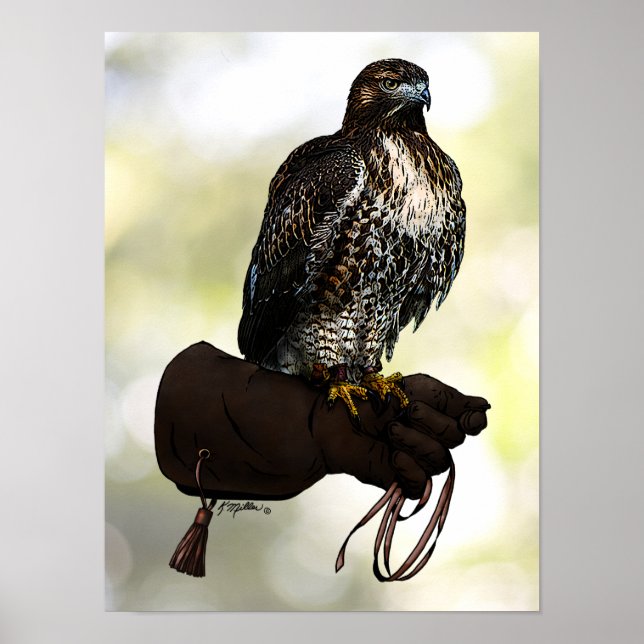 Red-tail Hawk on Glove Poster (Front)