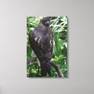 Red Tail Hawk Photograph Wrapped Canvas Print