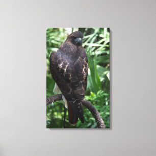 Red Tail Hawk Photograph Wrapped Canvas Print