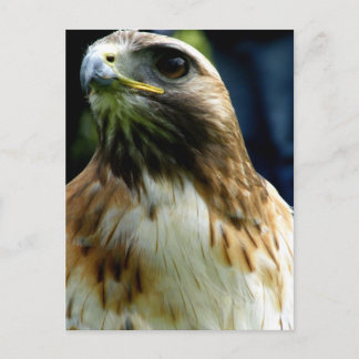 red tail hawk postcard