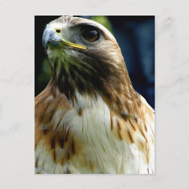red tail hawk postcard (Front)