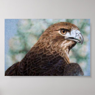Red-tail Hawk Poster