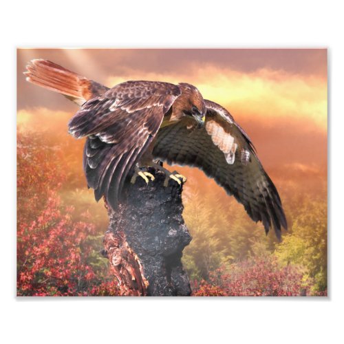 RED TAIL HAWK TOUCHDOWN PHOTO PRINT