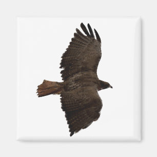 Red-tail sketch magnet