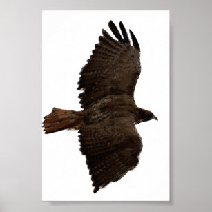 Red-tail sketch poster