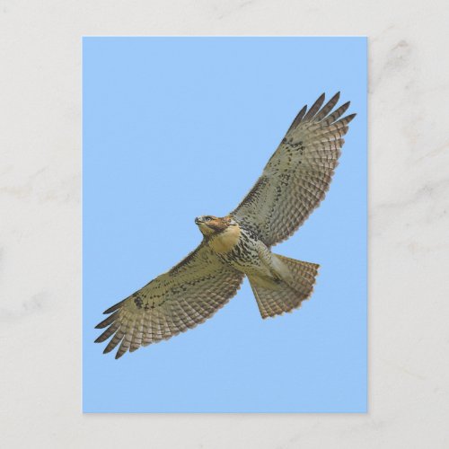 red_tail soaring Postcard