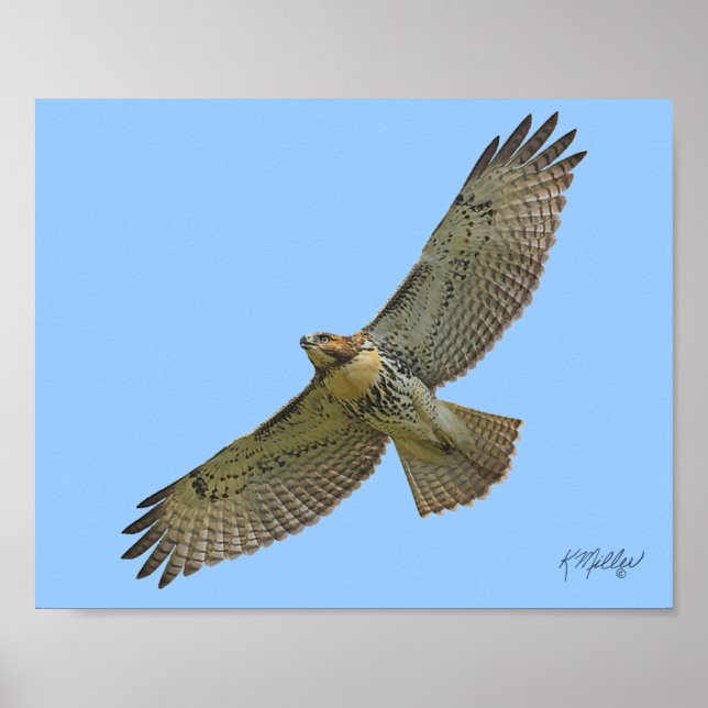 red-tail soaring poster (Front)