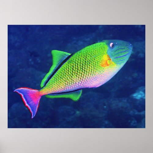 Red Tail Triggerfish Poster