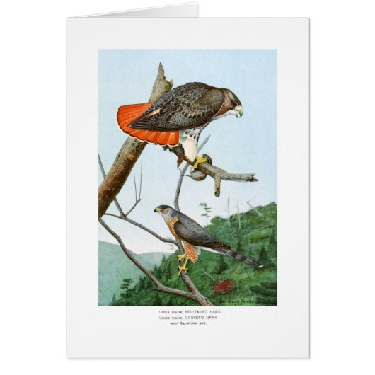 Red-tailed and Cooper's Hawks Cards (Front)