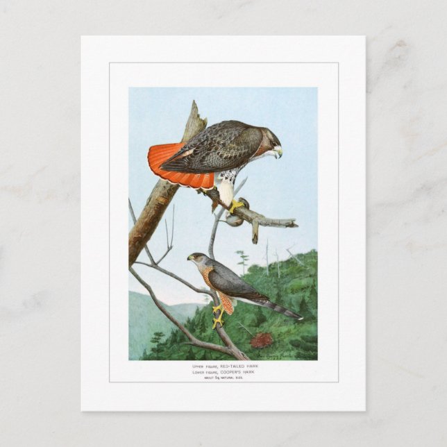 Red-tailed and Cooper's Hawks Postcard (Front)