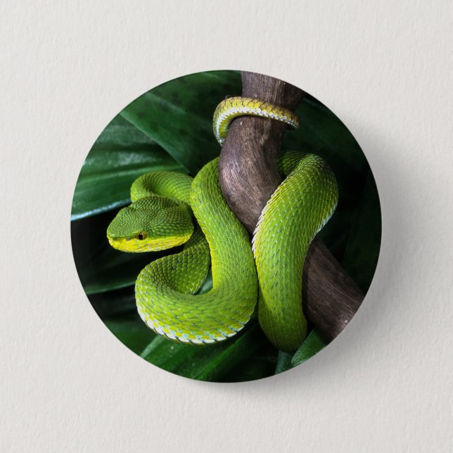 Red-tailed bamboo pitviper pinback button (Front)