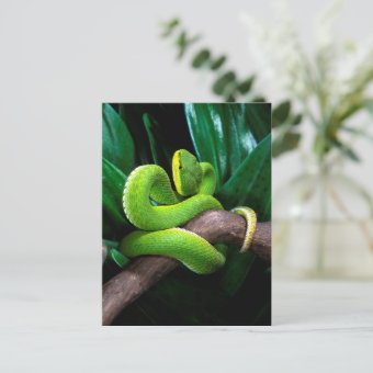 Red Tailed Bamboo Pitviper Postcard Zazzle