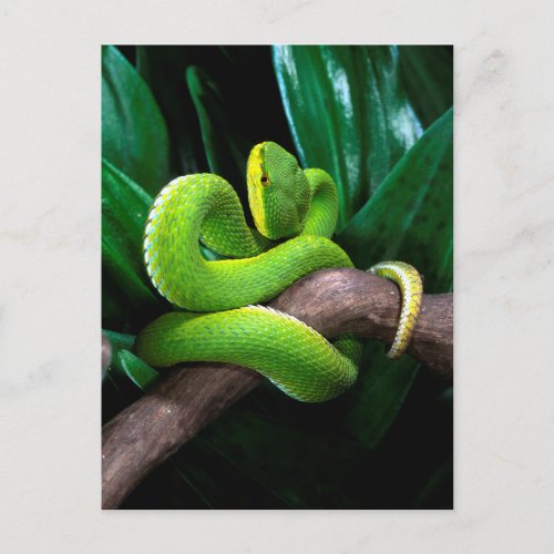 Red_tailed bamboo pitviper postcard