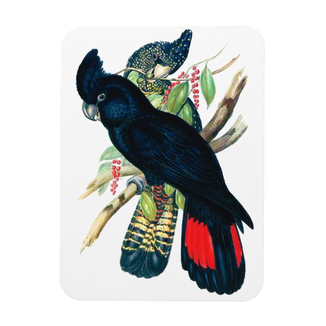 Red tailed, Black (Banksian) Cockatoos. Magnet (Vertical)