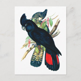 Red tailed, Black (Banksian) Cockatoos. Postcard