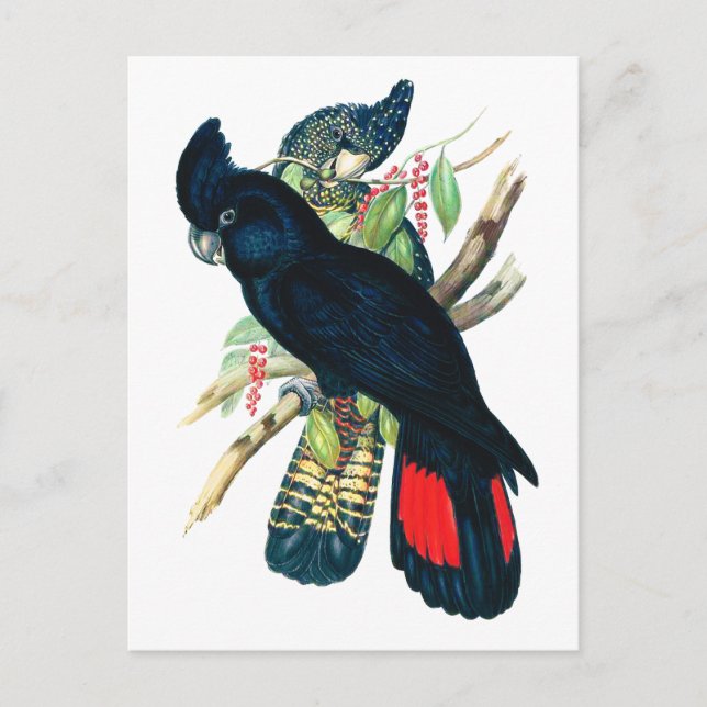 Red tailed, Black (Banksian) Cockatoos. Postcard (Front)