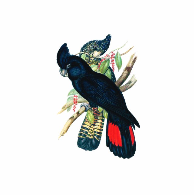 Red tailed, Black (Banksian) Cockatoos. Statuette (Front)