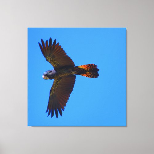 Red Tailed Black Cockatoo in Flight Canvas Print