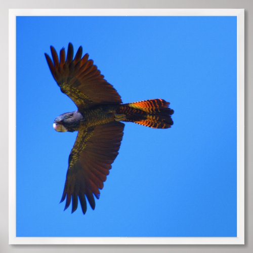 Red Tailed Black Cockatoo in Flight Fine Art Print