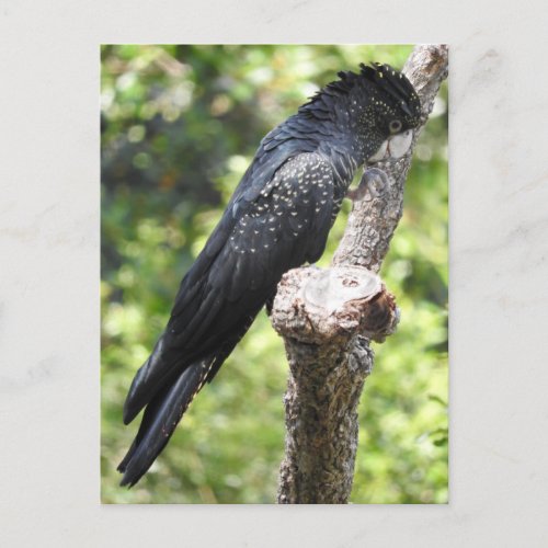 Red_Tailed Black Cockatoo Postcard