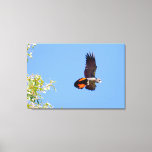 Red Tailed Black Cockatoo take off Canvas Print