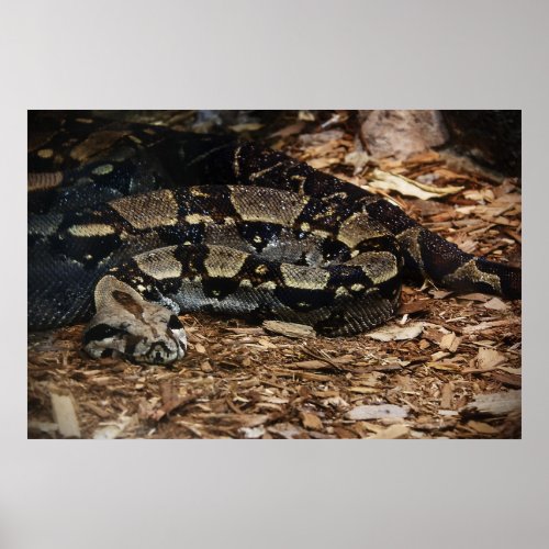 Red Tailed Boa Poster