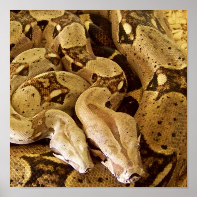 Red Tailed Boas Poster (Front)