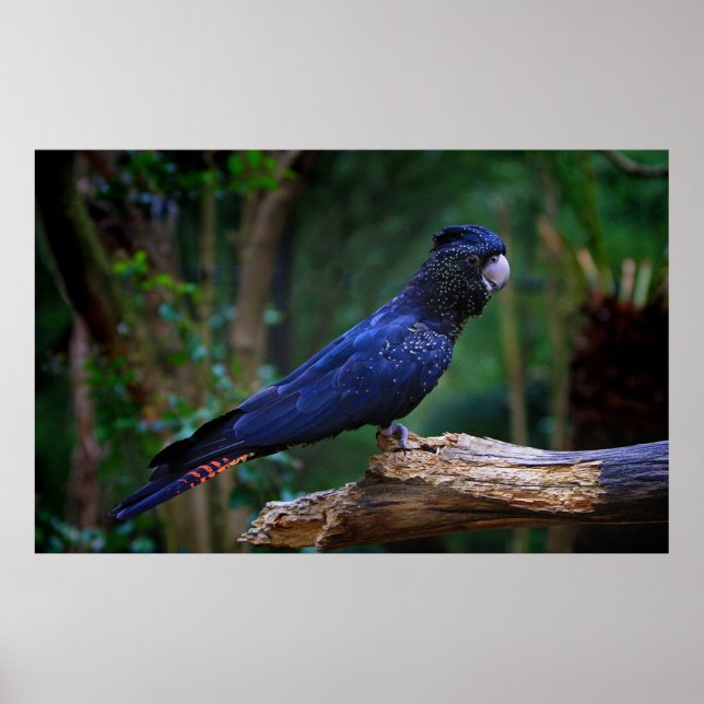 Red-tailed cockatoo bird poster (Front)