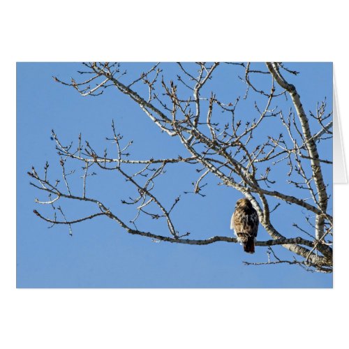 Red Tailed Hawk