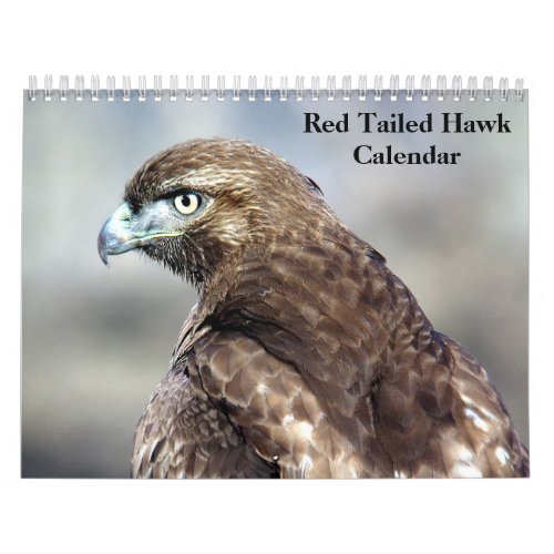 Red Tailed Hawk 2024 Calendar