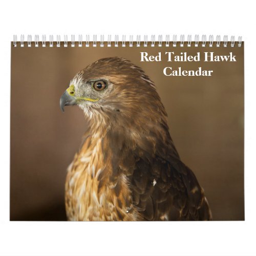 Red Tailed Hawk 2024 Calendar