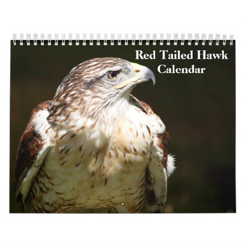 Red Tailed Hawk 2024 Calendar