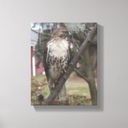 Red_tailed Hawk 8 x 10 Canvas Print