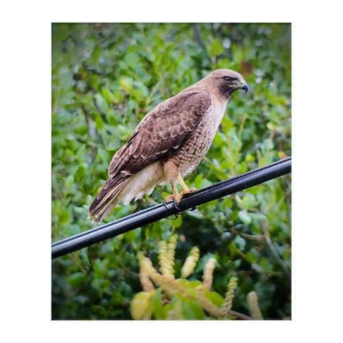 Red_tailed Hawk Acrylic Print